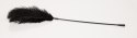 Black feather Bad Kitty Black feather Bad Kitty