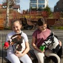 Hobby Horse Skippi - Gniado - srokaty - duży koń na kiju - A3 - z kantarem