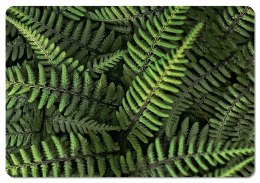 Podkładka - FERNS - 29 cm x 42 cm