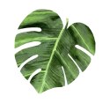 Podkładka Monstera M 33x33 cm gr. 4 mm - Galapagos Podkładka Monstera M 33x33 cm gr. 4 mm - Galapagos